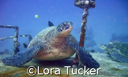 Green Sea Turtle lounging on a wreck by Lora Tucker 